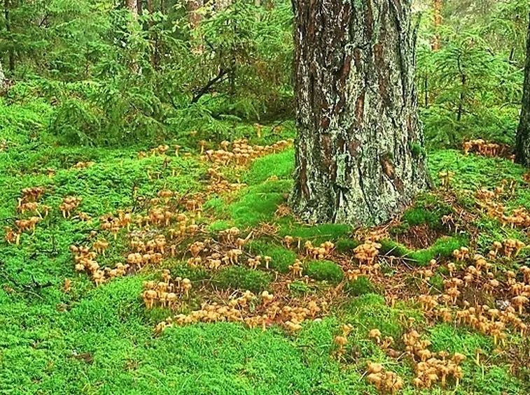 Un folto gruppo di Cantharellus lutescens