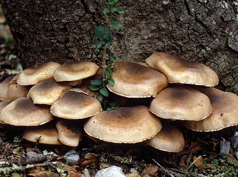 Tronco funghi chiodini