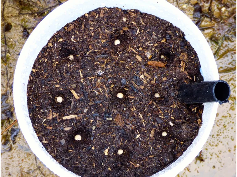 Coltivazione funghi chiodini