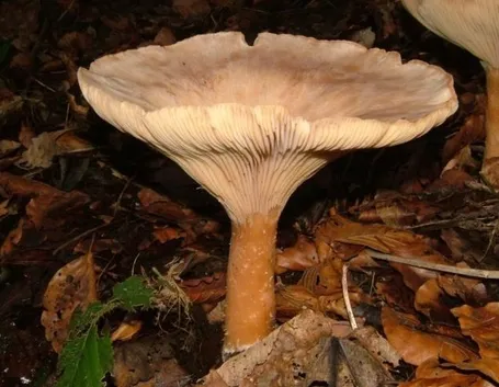 Un esemplare di Clitocybe geotropa
