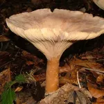Un esemplare di Clitocybe geotropa