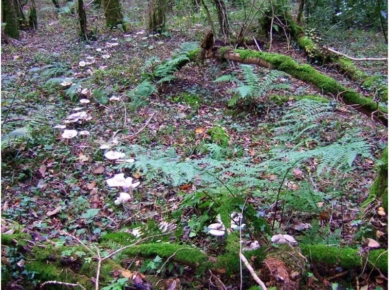 Esemplari di Clitocybe geotropa disposti in cerchio, nel loro habitat naturale