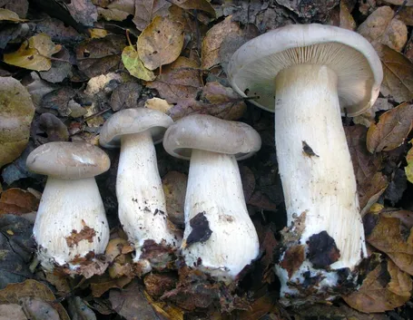 Clitocybe nebularis