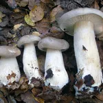 Clitocybe nebularis