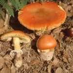 Funghi cocco