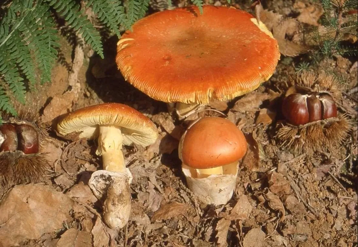 Funghi cocco