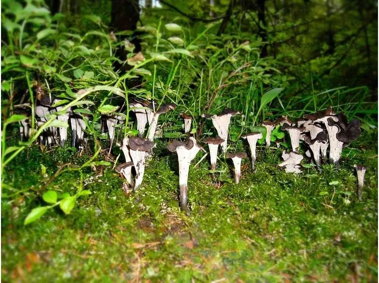 Un gruppetto di Craterellus cornucopioides nel sottobosco