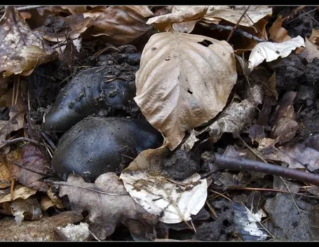 Il dormiente si occulta nel sottobosco