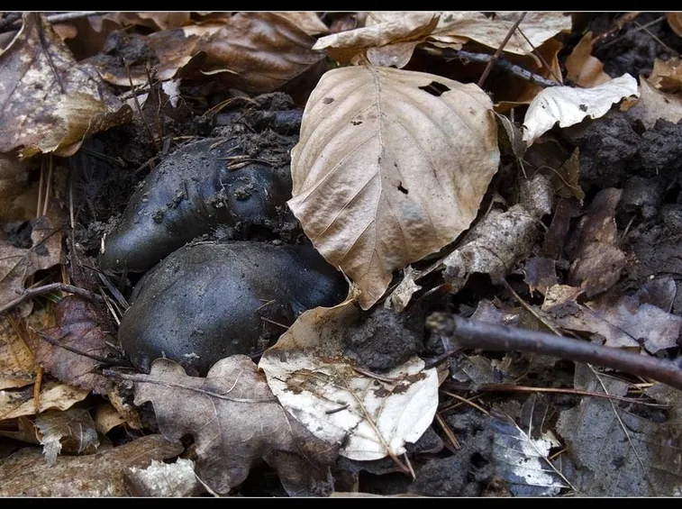 Il dormiente si occulta nel sottobosco