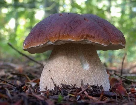 Esempio di Edulis Boletus