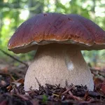 Esempio di Edulis Boletus