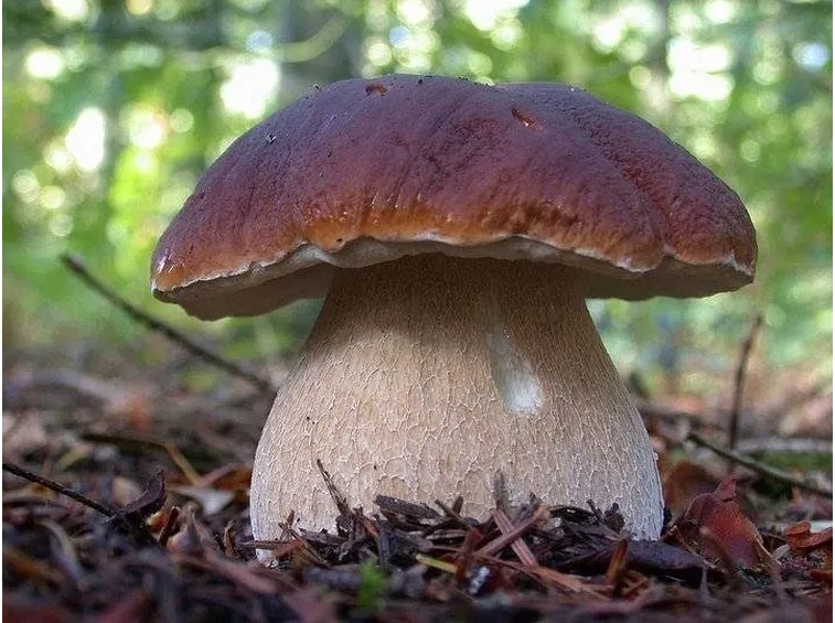 Esempio di Edulis Boletus