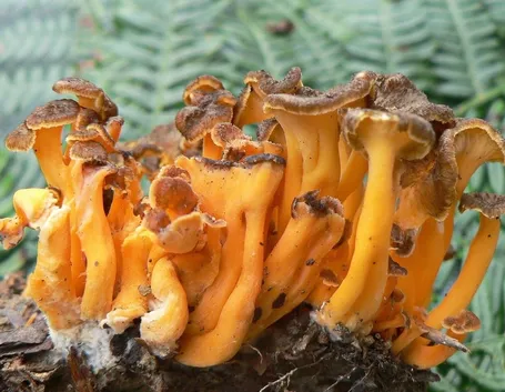 Esemplari di cantharellus lutescens