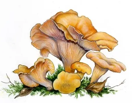 Illustrazione botanica del finferlo