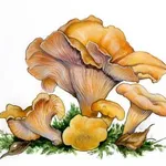Illustrazione botanica del finferlo