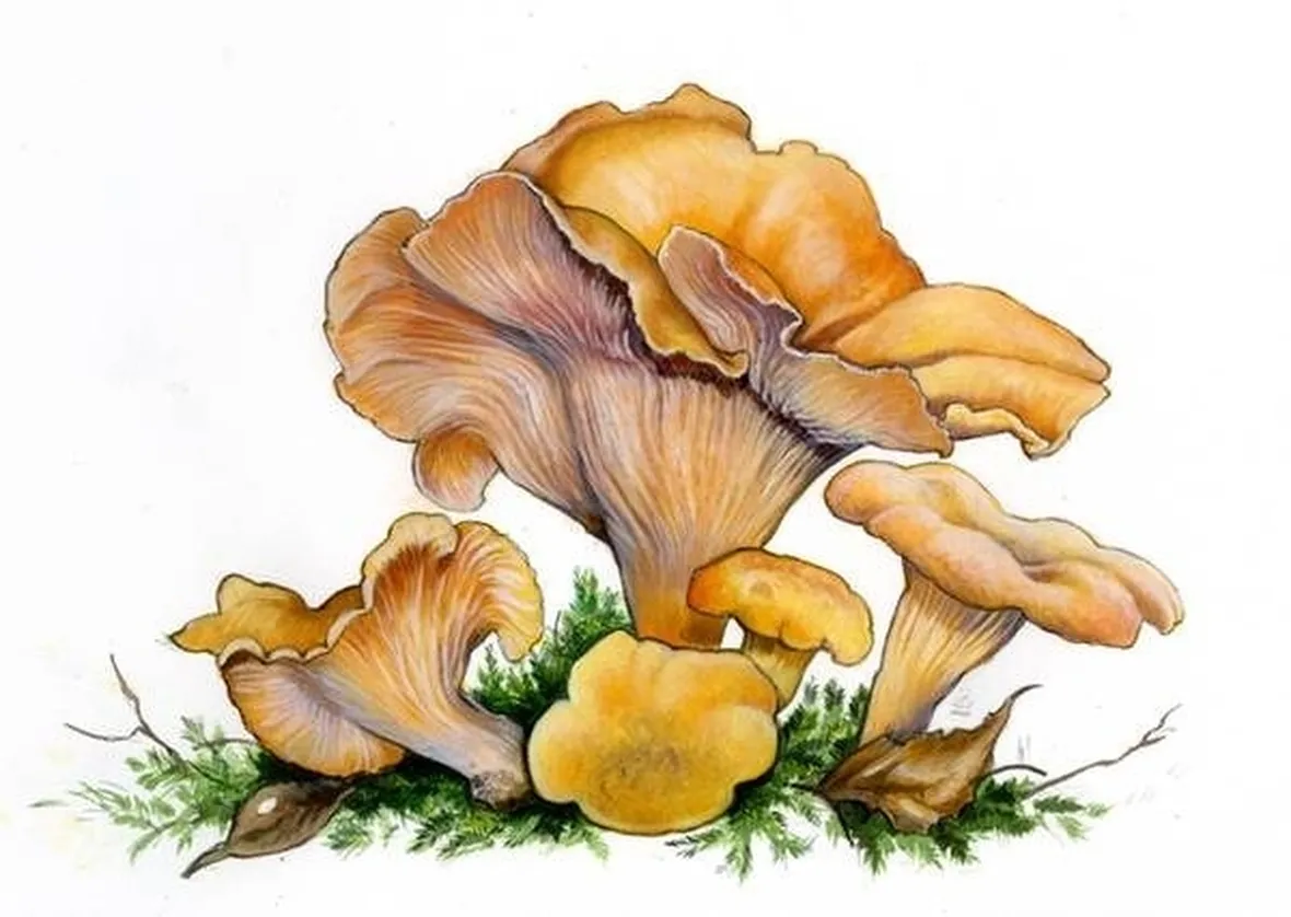 Illustrazione botanica del finferlo