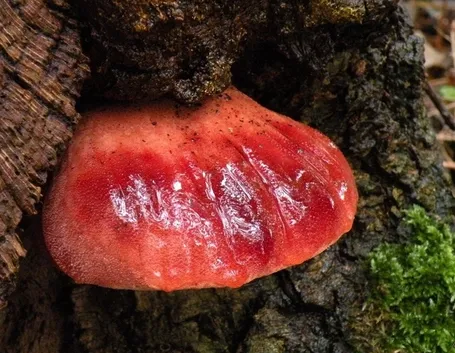 Un esemplare di Fistulina hepatica, o lingua di bue