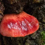 Un esemplare di Fistulina hepatica, o lingua di bue