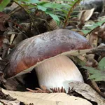 Boletus aerus