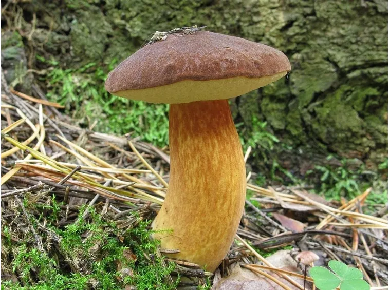 Boletus badius