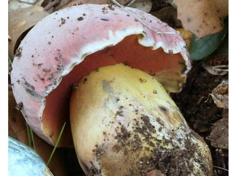 Boletus lapinus