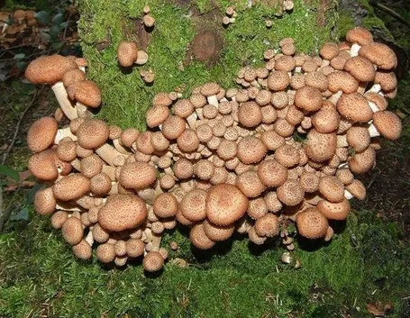 Insediamento di funghi Chiodini