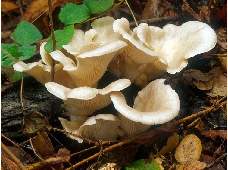 Raggruppamento di Pleurotus ostreatus