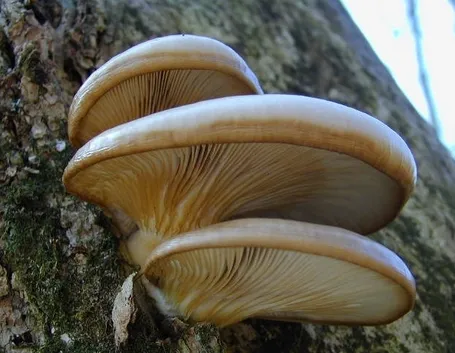 Un esemplare in natura di gelone