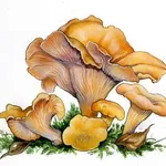 Illustrazione botanica del cantharellus cibarius detto giallino