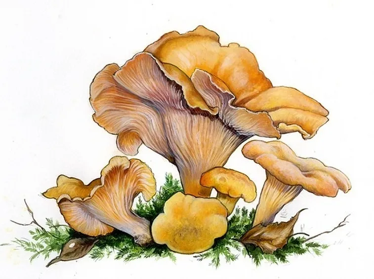 Illustrazione botanica del cantharellus cibarius detto giallino