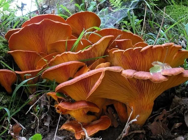 Esemplari di Omphalotus olearius, che possono essere confusi con funghi di tipo giallino