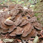 Un esemplare di grifola frondosa
