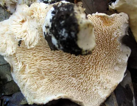 Gli aculei del cappello dell'Hydnum repandum