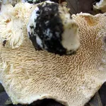 Gli aculei del cappello dell'Hydnum repandum