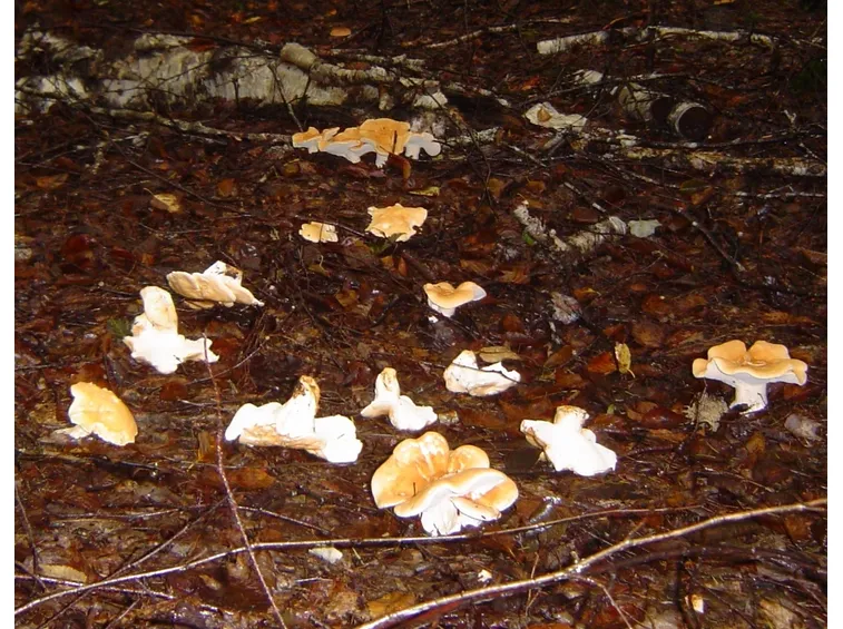 Esemplari di Hydnum repandum nel sottobosco