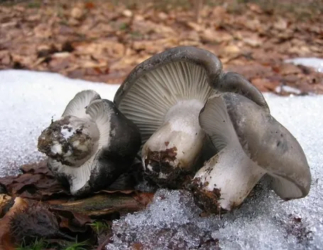 L'Hygrophorus marzuolus si trova spesso quando c'è ancora la neve