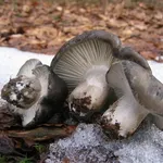 L'Hygrophorus marzuolus si trova spesso quando c'è ancora la neve