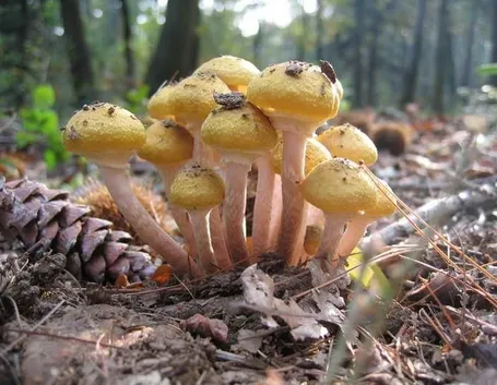 Un gruppetto di Armillaria mellea, che somiglia molto all'Hypholoma fasciculare