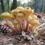 Un gruppetto di Armillaria mellea, che somiglia molto all'Hypholoma fasciculare