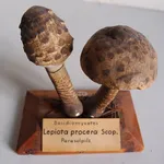 Un modello di Macrolepiota procera