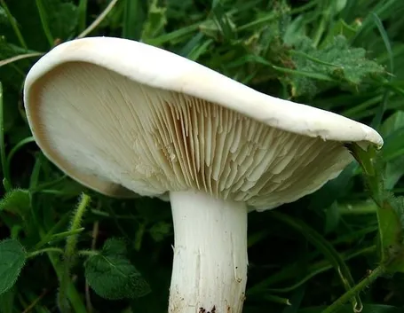 Un esemplare di calocybe gambosa o maggiolino