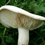 Un esemplare di calocybe gambosa o maggiolino