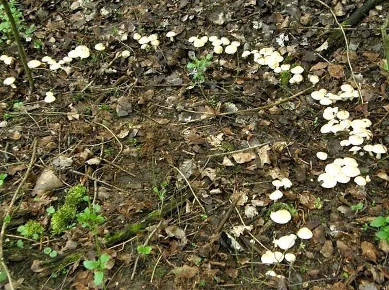 I funghi maggiolini disposti in cerchio