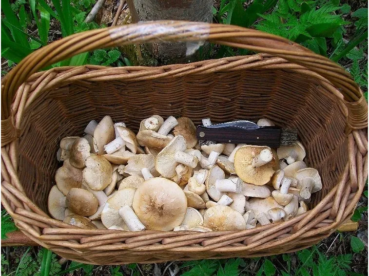 Un cestino pieno di funghi di tipo maggiolino