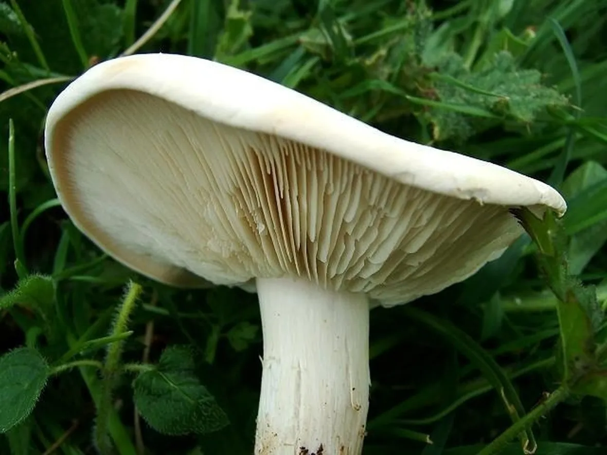 Un esemplare di calocybe gambosa o maggiolino