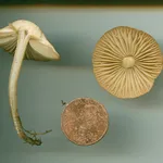 Un esemplare di Marasmius oreades, paragonato ad una monetina