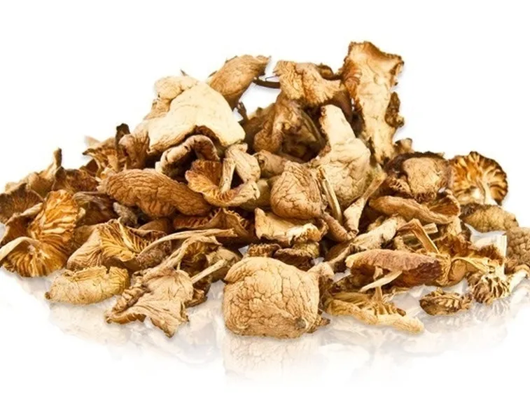 Marasmius oreades essiccati