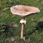 Esemplare di mazza di tamburo