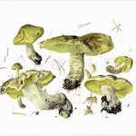 Il disegno botanico di una delle varie specie di Tricholoma