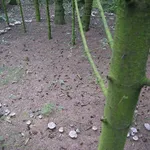 Il nebbiolo disposto in un cerchio delle streghe